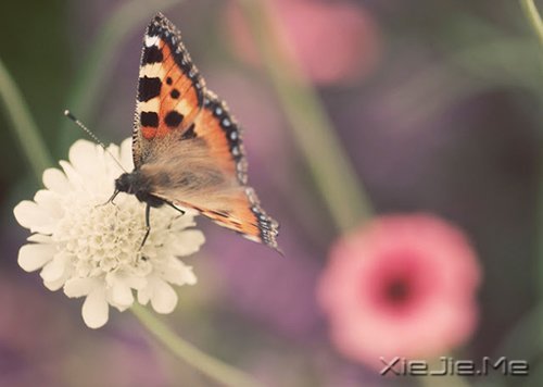 ������������ʱ����������Ӧ���Ǽ�ǿ (9)